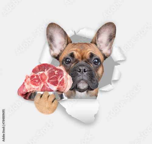French bulldog puppy holds bowl of raw meat and looks through the hole in white paper