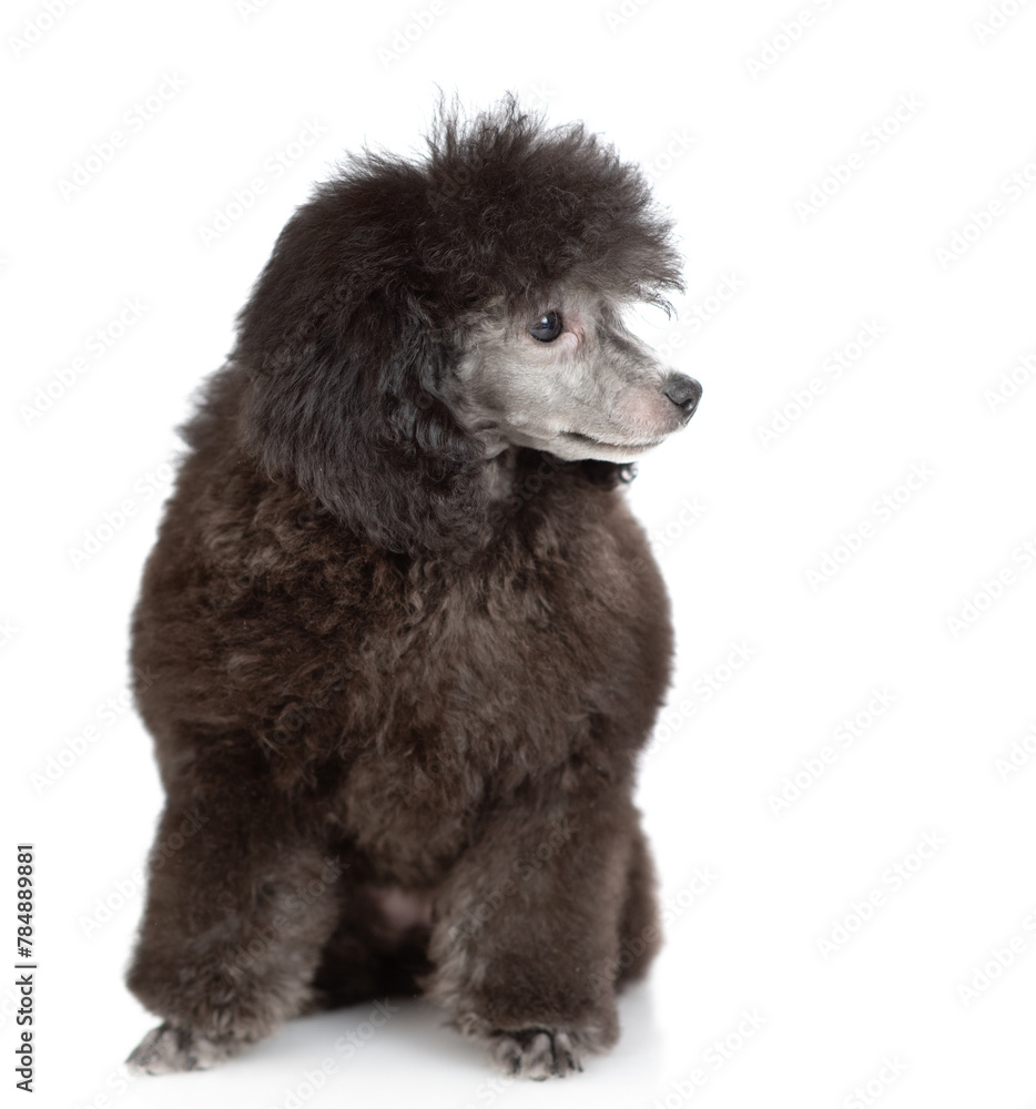 Cute black poodle poppy sitting and away on empty space. Isolated on white background Cute black poodle poppy sitting and away on empty space. Isolated on white background