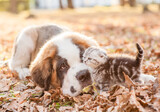 Friendly St. Bernard puppy and tiny tabby kitten playing together on the autumn foliage