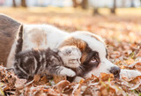 Friendly St. Bernard puppy and kitten on autumn leaves in profile