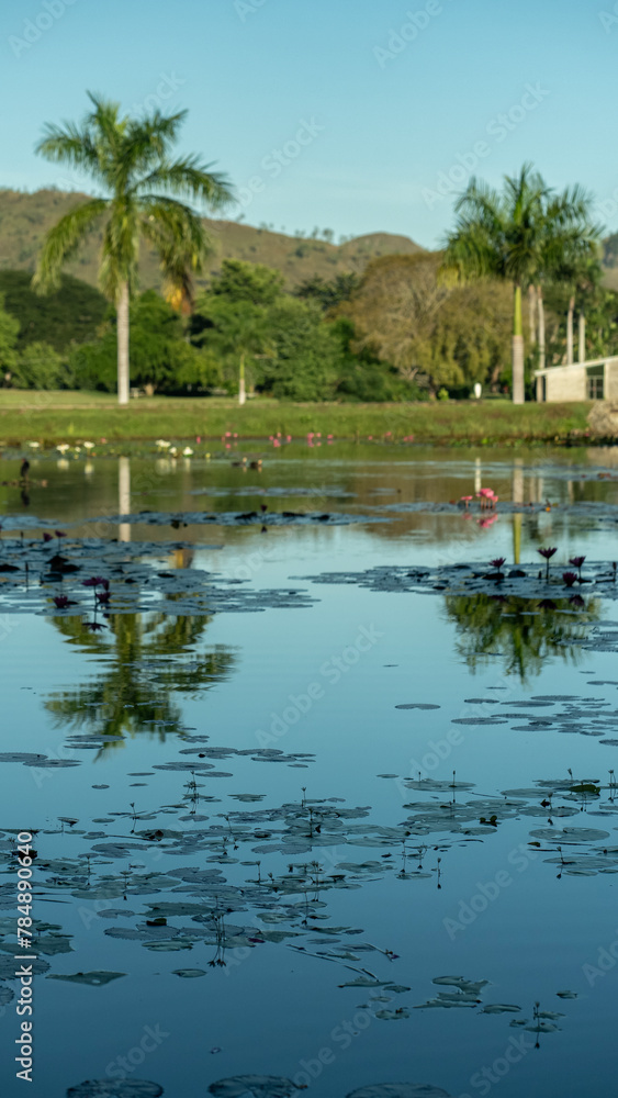 Idylic scene reflective light on the tropical lake surface with beautiful water Lilly plants. Idylic scene reflective light on the tropical lake surface with beautiful water Lilly plants.