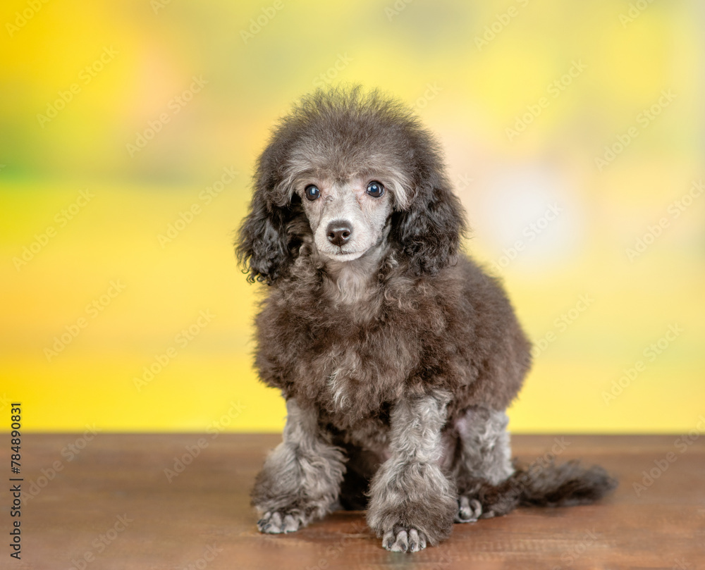 Cute black poodle poppy sitting in front view at summer park and looking at camera