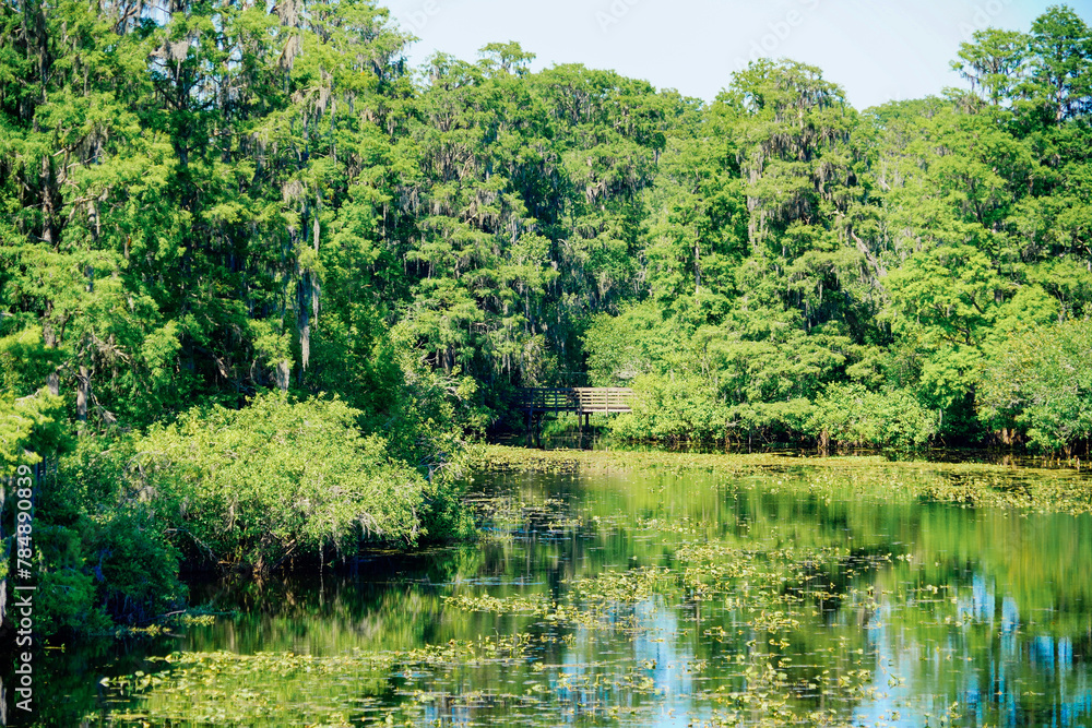 The summer landscape of Hillsborough river at Tampa, Florida
The summer landscape of Hillsborough river at Tampa, Florida