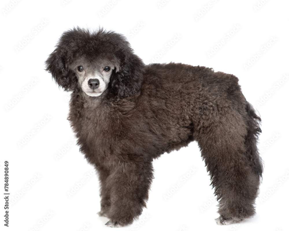 Black poodle posing in side view and looking at camera. Isolated on white background Black poodle posing in side view and looking at camera. Isolated on white background