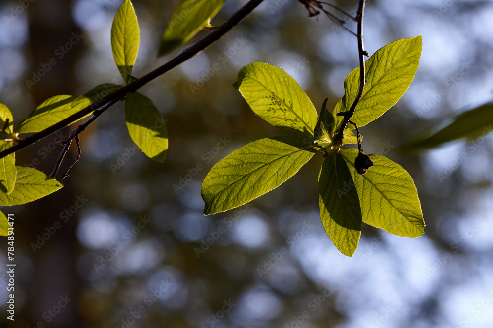 Sunlight and Beautiful Green Leaves in Spring Sunlight and Beautiful Green Leaves in Spring