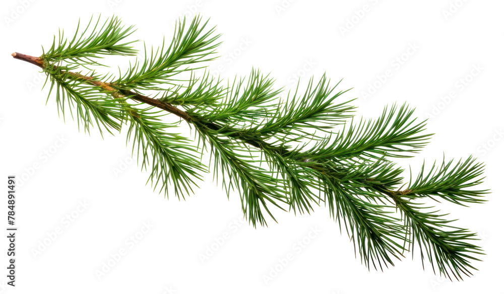 PNG Pine Tree pine tree branch PNG Pine Tree pine tree branch