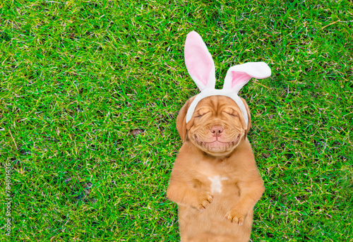 Smiling Mastiff puppy wearing easter rabbits ears dreaming on on summer green grass. Top down view. Empty space for text