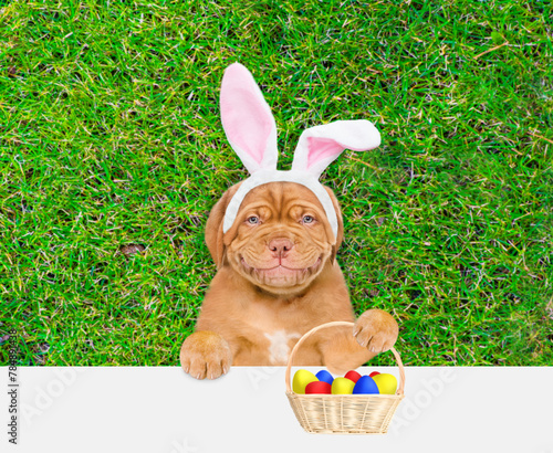 Happy Mastiff puppy wearing easter rabbits ears holds basket of painted Easter eggs and looks above empty white banner.  Empty space for text