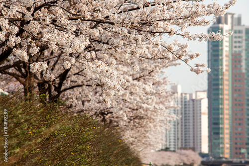 Photography View of the cherry blossom flowers in spring