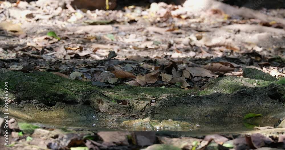 Seen at a water hole deep in the forest then goes away to the left, Lesser mouse-deer Tragulus kanchil, Thailand Seen at a water hole deep in the forest then goes away to the left, Lesser mouse-deer Tragulus kanchil, Thailand