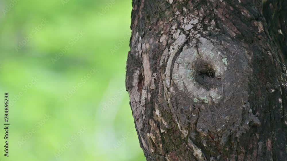 Looking out of its nest, a whole new world, then goes inside, Speckle-breasted Woodpecker Dendropicos poecilolaemus, Thailand Looking out of its nest, a whole new world, then goes inside, Speckle-breasted Woodpecker Dendropicos poecilolaemus, Thailand
