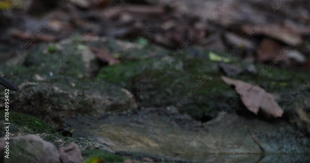 Seen drinking water then turns around to go away to the left, White-crested Laughingthrush Garrulax leucolophus, Thailand Seen drinking water then turns around to go away to the left, White-crested Laughingthrush Garrulax leucolophus, Thailand