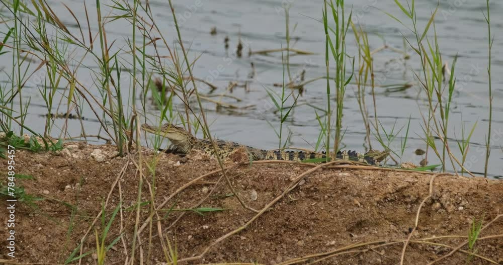One facing to the left opening its mouth while others are next to it resting, Siamese crocodile Crocodylus siamensis, Thailand One facing to the left opening its mouth while others are next to it resting, Siamese crocodile Crocodylus siamensis, Thailand