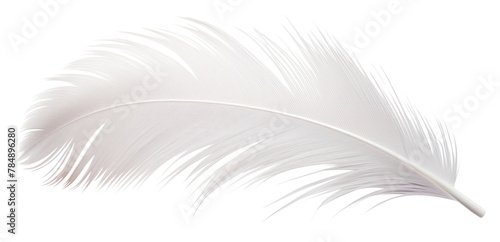 PNG White bird feather