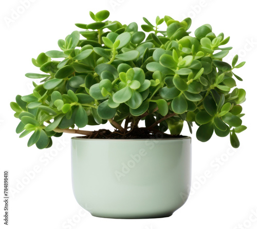 PNG Lush jade plant leaf white background houseplant