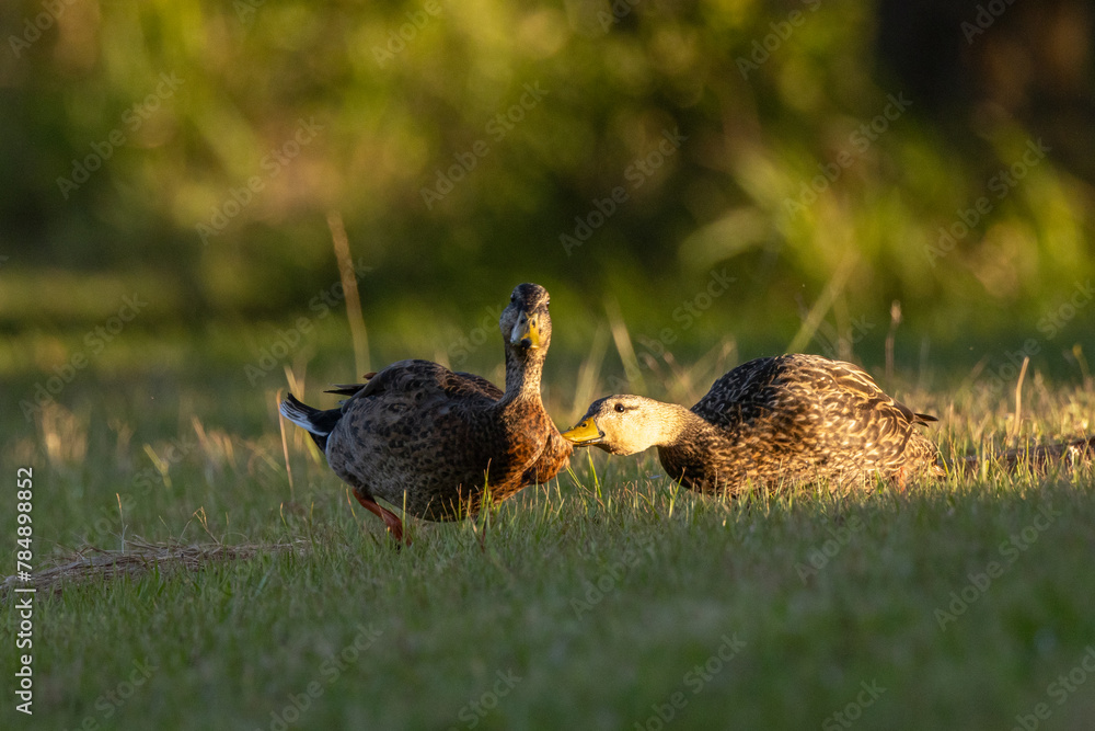 A wild duck biting another duck in Sarasota, Florida A wild duck biting another duck in Sarasota, Florida