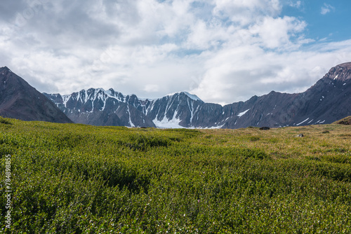 Vast dense thickets of dwarf birch in sunlight with view to large snow-capped mountain range under clouds in blue sky. Scenic green alpine landscape with thick shrub of betula nana in high mountains.