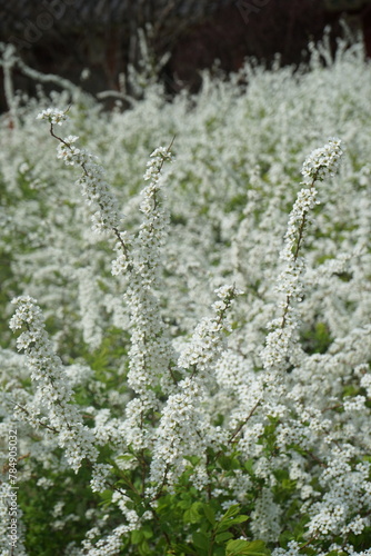 field of flowers