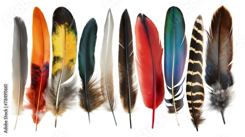 An array of colorful bird feathers displayed side by side, vibrant against a white background. © Ritthichai
