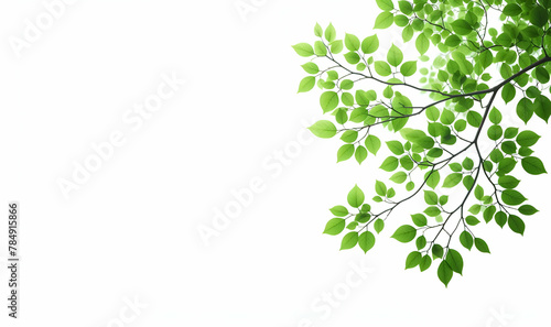 Green leaves and branches isolated on a white background, generative ai © Muazma