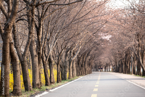 View of the footpath between the bare trees