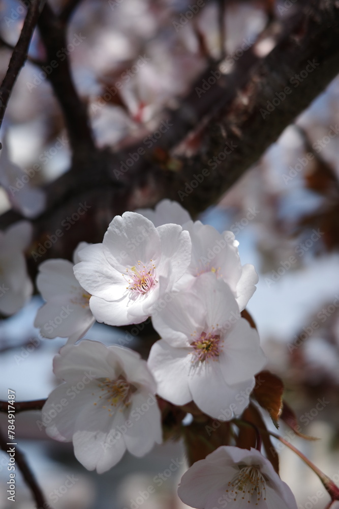 cherry tree blossom