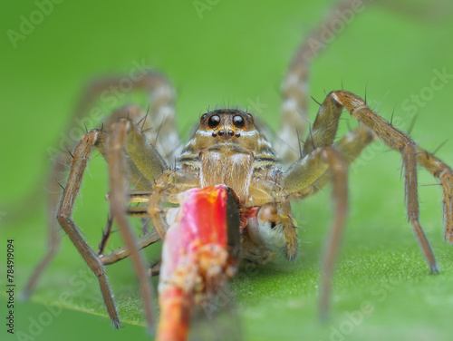 Wolf spider eat red damselfly on the leaf