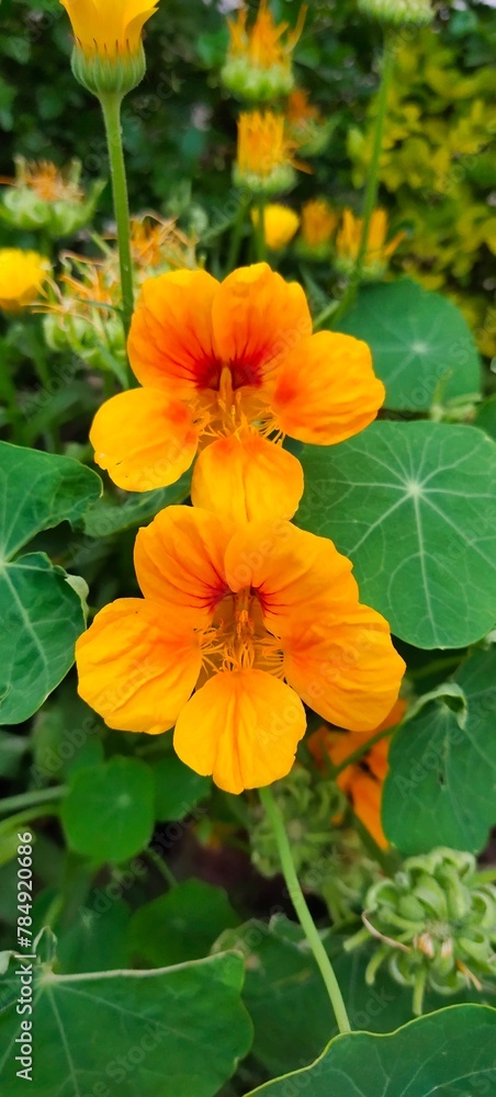 orange and flower orange and flower
