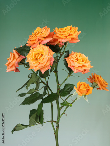 A bouquet of orange roses for Valentine's Day