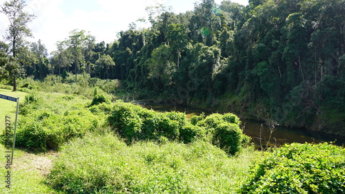 Figtree walk near Kenilworth in Qld, Australia