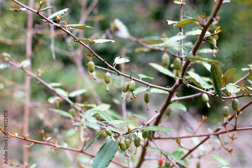 Fruits of elaeagnus pungens, Thorny-Olive