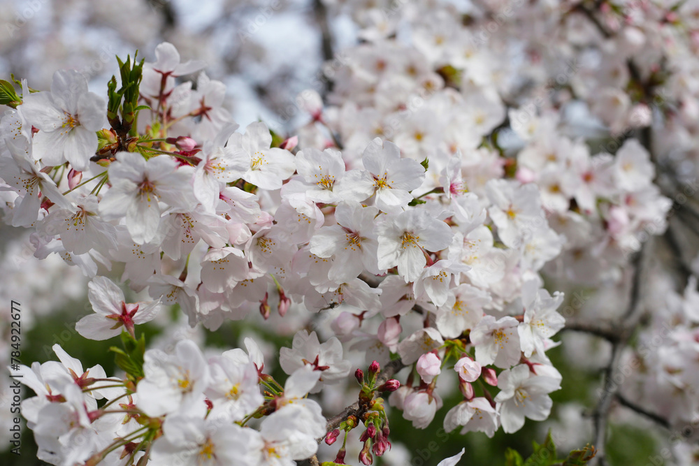 Branches of sakura flowers, cherry blossom Branches of sakura flowers, cherry blossom