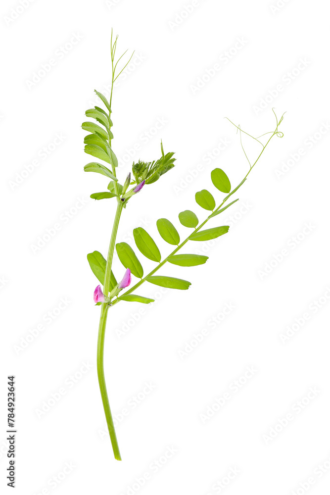 leaves and flowers of common vetch on a white background leaves and flowers of common vetch on a white background