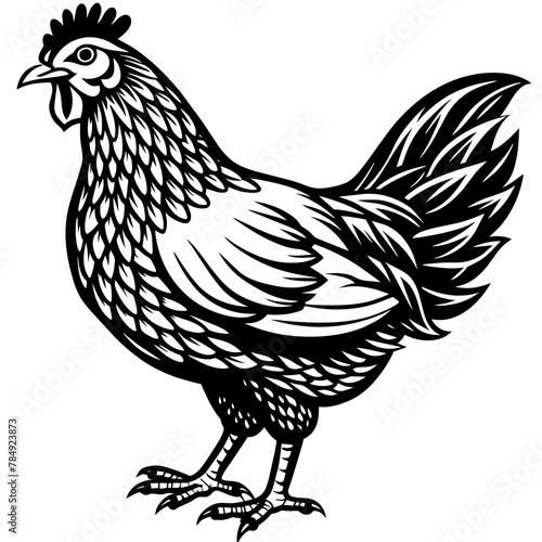    chicken vector illustration
