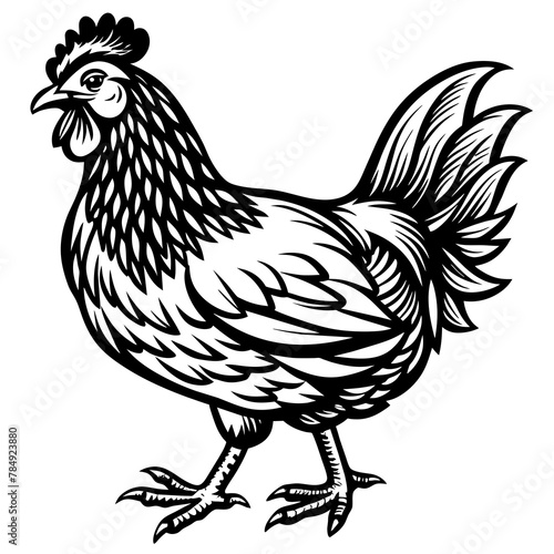    chicken vector illustration

