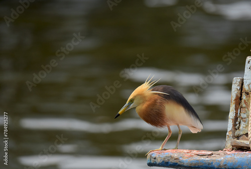 Javan pond heron or Ardeola speciosa bird finding fish on the boat, Good time bird watching in holidays, This is migrate bird.