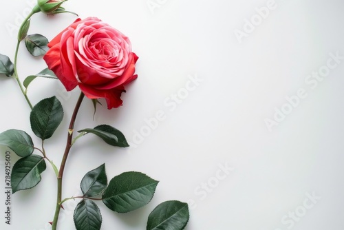 Stunning Red Rose Floral Design with Blank Space for Text
