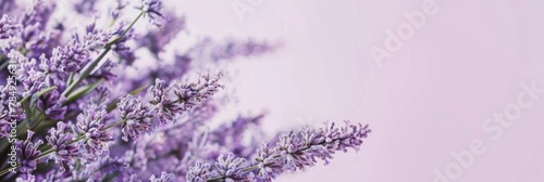 Soft Lavender Floral Design with Empty Space for Text or Overlay