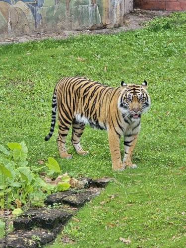 Zoo WrocÅ‚aw Sp.z O.o. Bengal tiger Siberian tiger Tiger Plant Felidae
