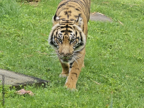 Bengal tiger Siberian tiger Tiger Felidae Carnivore Plant