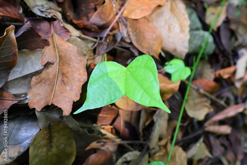 Beautiful, unusually shaped leaves found in the forests of Thailand