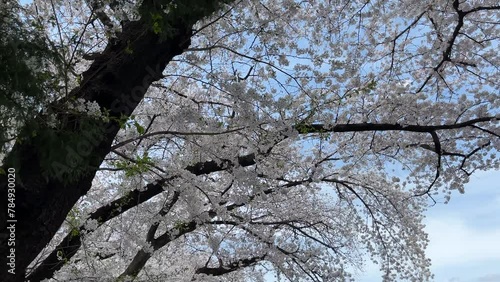 1. It's a cherry blossom tunnel.