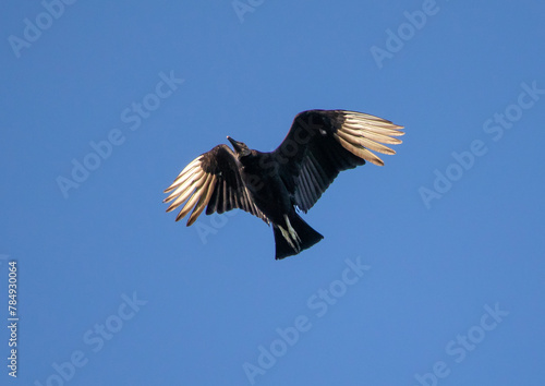 Black Vulture Flying Against a Deep Blue Sky