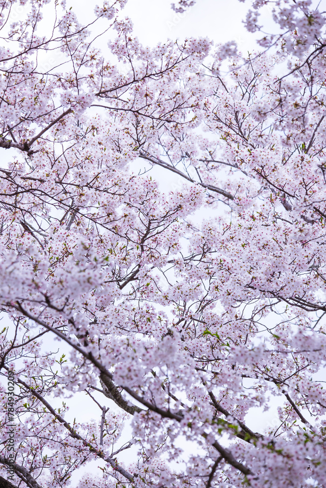 満開を迎えた桜の花 ソメイヨシノ