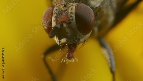 Extreme Macro of house fly with brown eyes and ocelli in yellow flower. CLose up shot. photo