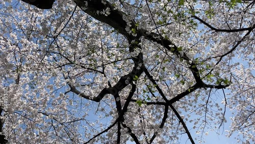 It's a cherry blossom tunnel. Birds are also attracted by cherry blossoms and fly.