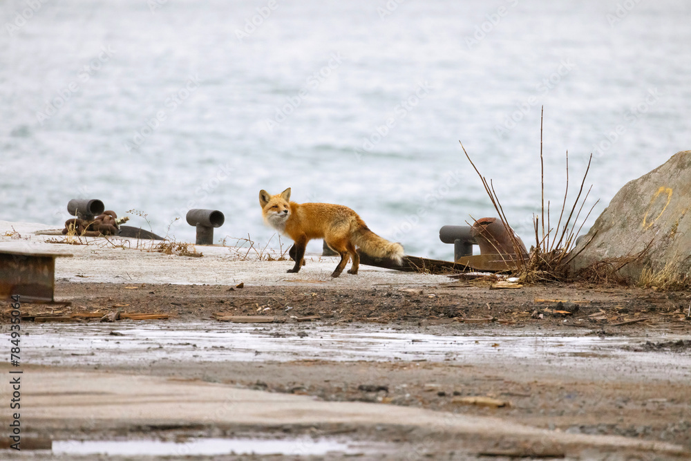 Obraz premium Red fox walking on a wharf