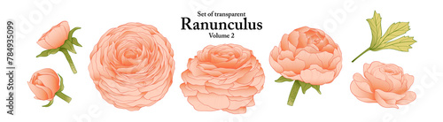 A series of isolated flower in cute hand drawn style. Ranunculus in vivid colors on transparent background. Drawing of floral elements for coloring book or fragrance design. Volume 2.