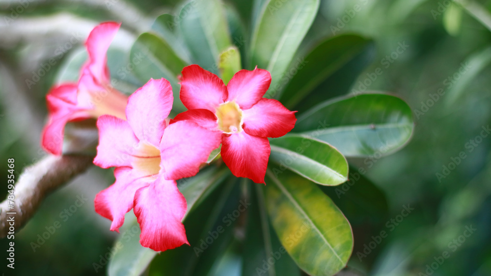 Fototapeta premium Red adenium flower growing on a plant.