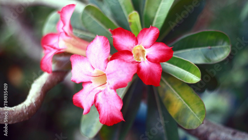 Red adenium flower growing on a plant.